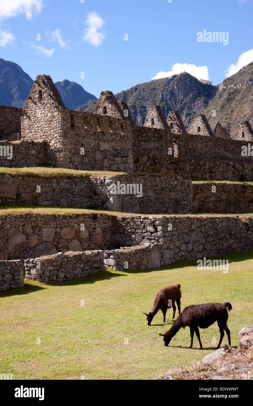 Machu Picchu Site, Lamas, Peru, Südamerika Stockfoto