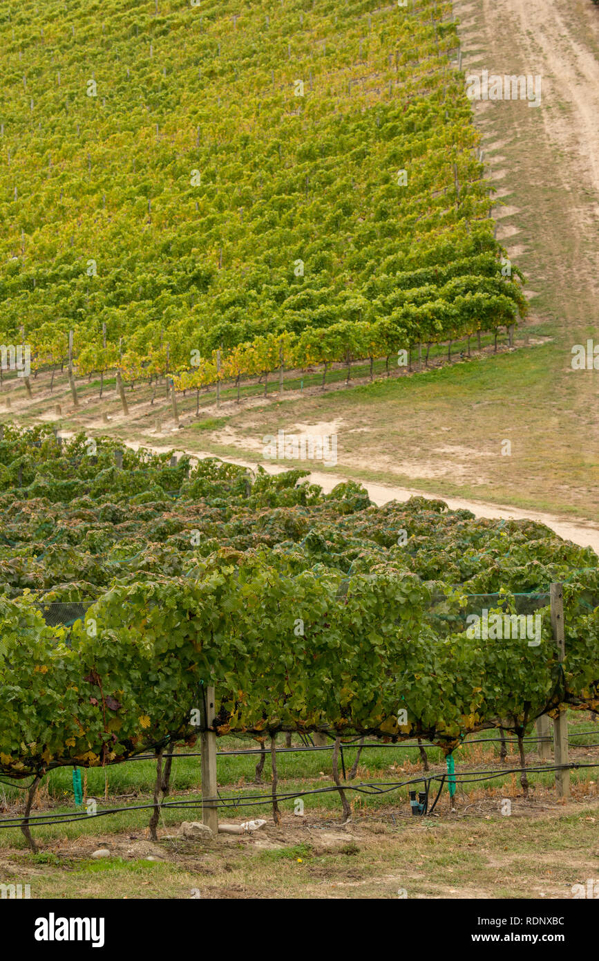 Reihen von Weinbergen in der Nähe von Cromwell, Central Otago, Südinsel, Neuseeland. Stockfoto