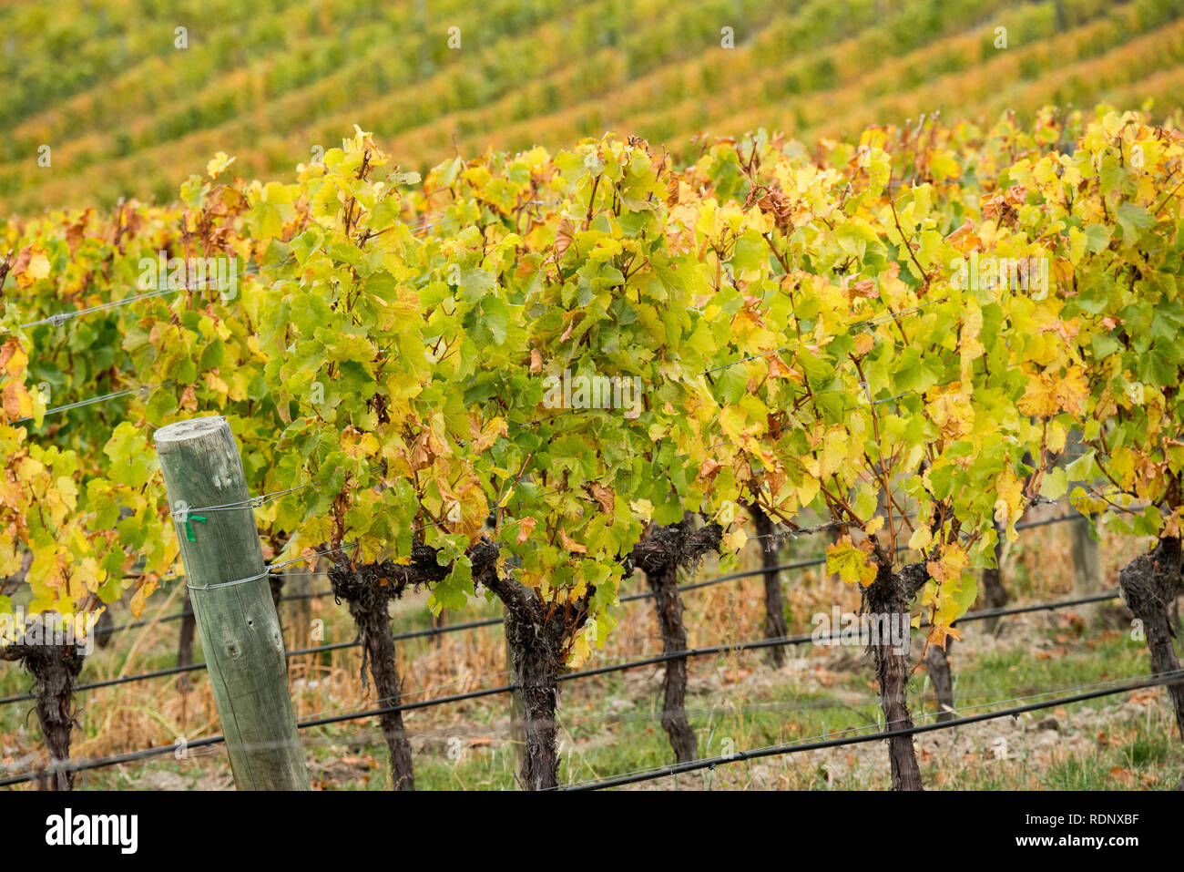 Weinberge im Herbst entlang Felton Road im Central Otago Wein Region in der Nähe von Cromwell, Südinsel, Neuseeland. Stockfoto