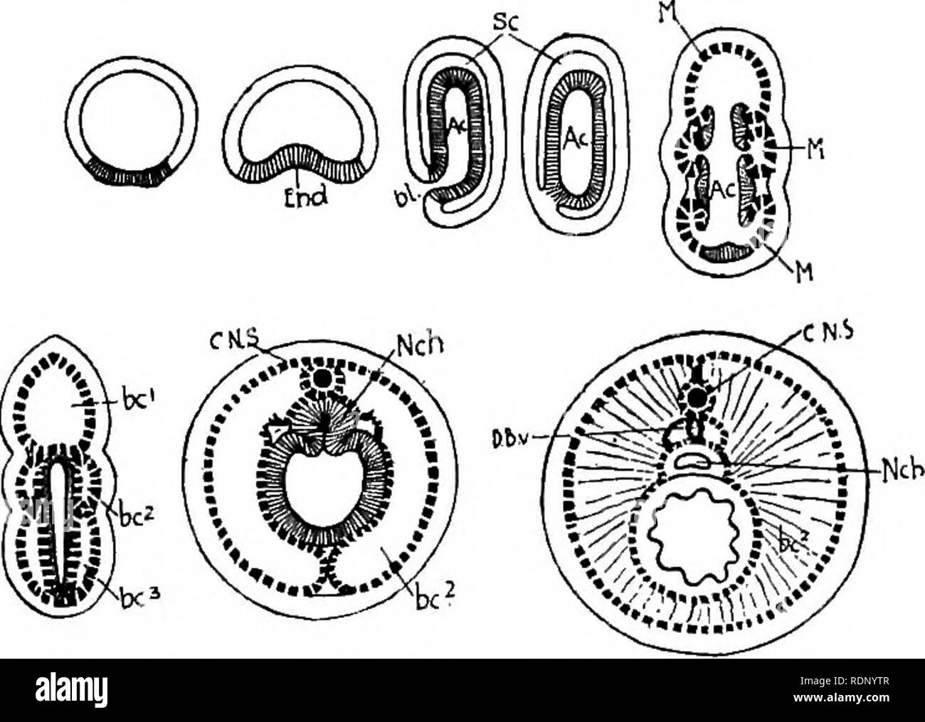 . Grundzüge der Zoologie. Zoologie. Entwicklung. 39 - Was in seiner vorderen Ende, über die Note liegt - Chord; eine anteriore Dehnung, die manchmal das "Herz" genannt; eine ventrale Schiff unter der Darm; und zahlreiche kleinere Schiffe. Das Blut fliesst Dorsal ventral Vorwärts, Rückwärts. Dieses System sollte mit der von Amphioxus kontrastiert werden. Ausscheidungs- und reproduktive Systeme. âThe Ausscheidungssystem ist wenig entwickelt. Keine nephridia bekannt sind. Abb. 171.. âAfter Balanoglossus âDevelopment von Bateson. Das Mesoderm wird durch die gebrochene dunkle Linie vertreten. In der oberen Zeile von links Stockfoto