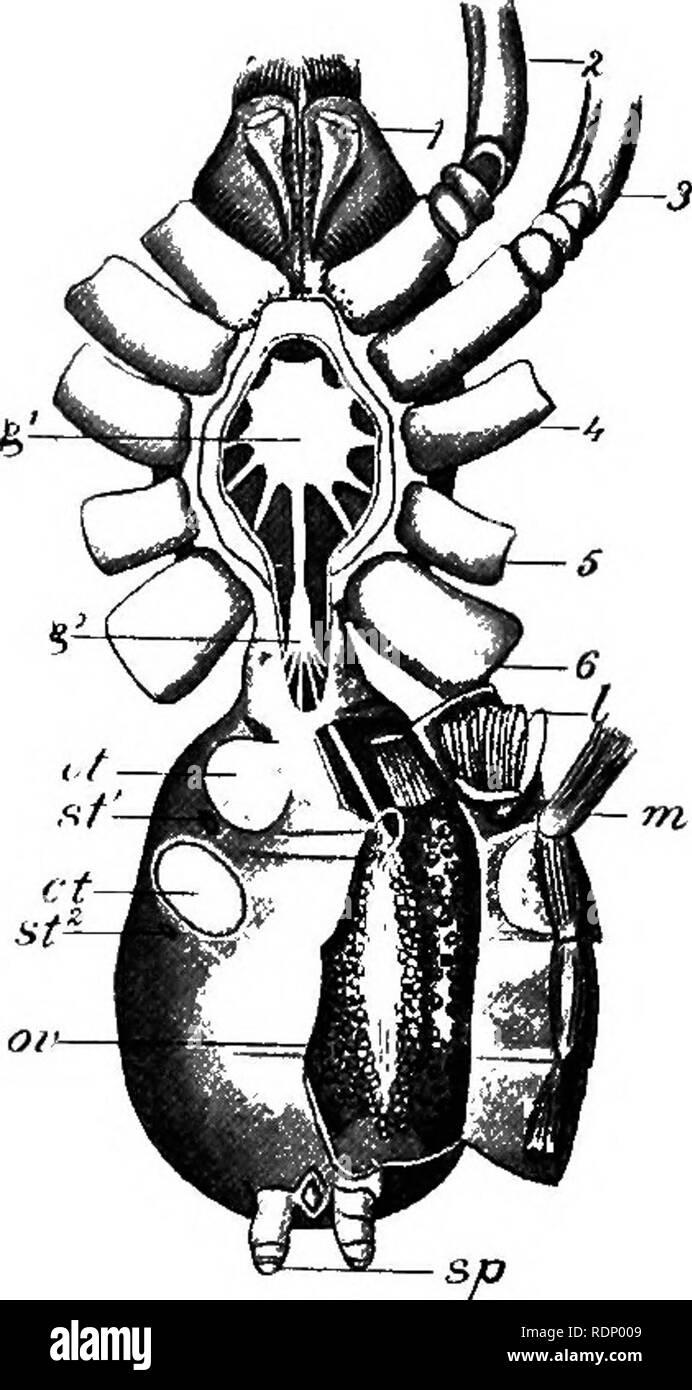 . Grundzüge der Zoologie. Zoologie. ARANEWM. 327 anterior Paar sind viel wie Fühler verwendet. In der Embryo sind vier Paare von Abdominal- Fortsätze, die den Vorgang abzubrechen. Das Nervensystem ist der üblichen Gliederfüßers Typ, sondern zeigt viel Zentralisierung. Damit der ventralen Ganglien sind in einem großen Zentrum in der vorderleib abgesichert (siehe Abb. 141), eine Bedingung, die vergleichbar ist mit Krabben. Es gibt zwei oder drei Reihen von einfachen Augen auf dem vorderleib, deren Brennweite sehr kurz ist, Spinnen, vertrauen die meisten auf Ihre exquisite der Tastsinn, mit denen Sie die verschiedenen Schwingungen auf einer Web line diskriminieren. Die Stockfoto