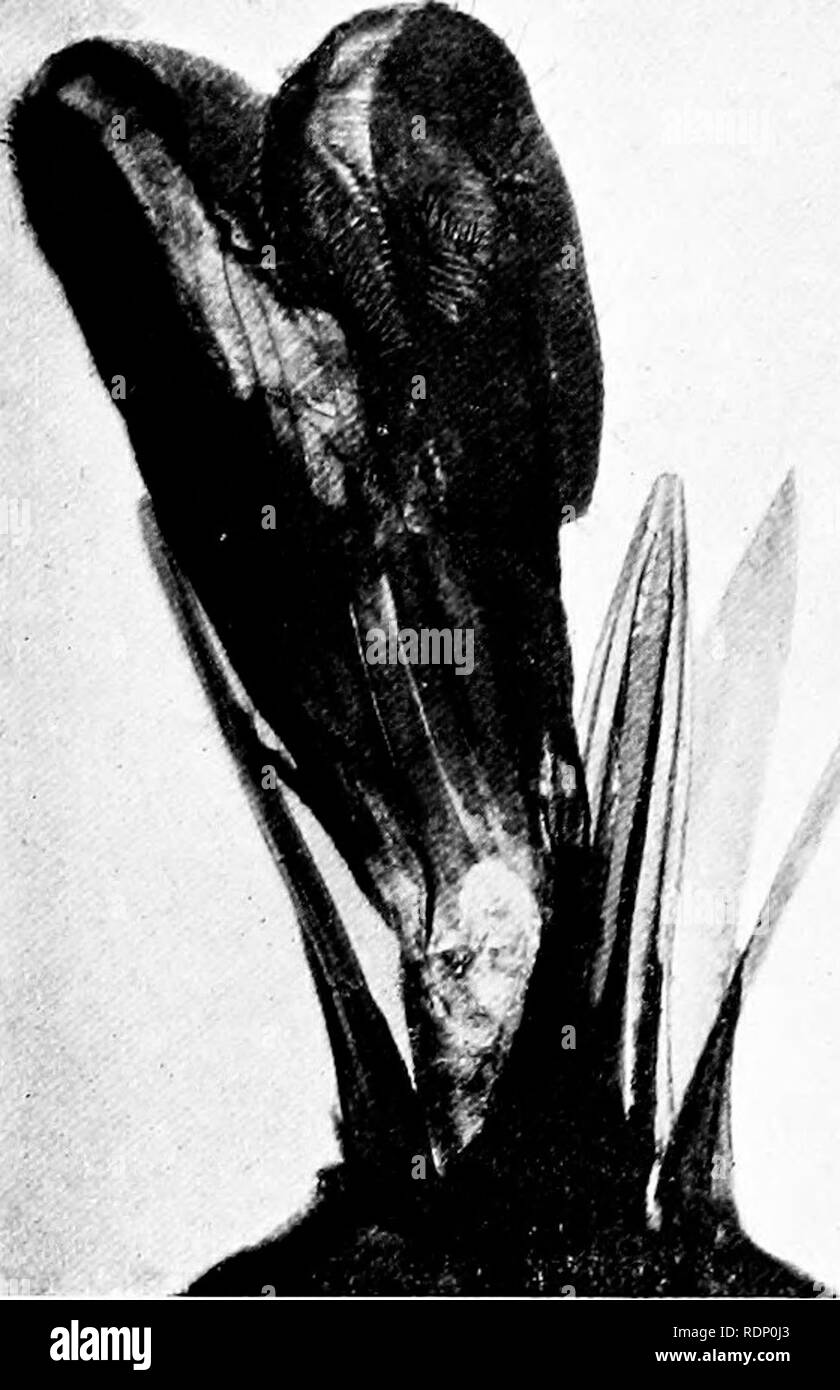 . Minute Wunderwerke der Natur, da einige Offenbarungen des Mikroskops durch photomicrographs vom Autor genommen ausgestellt. Natural History; Mikroskope. 188 MINUTEN WUNDER DER NATUR, während der wir; Ipons sind brouoht ins Spiel. Die Gesamtheit Dieser delicattt noch starke Waffen kann innerhalb der äußeren Hüllen geschlossen werden und so. Ich ig. 123. Aiiotiiur tuw der GAD-Hy nioutli, sliowing Thi "^lai-ge Unterlippe bilden eine kleine Tube chirurgische Instrumente, die für das menschliche Auge kaum sichtbar ist. Die gefräßigen Insekten ist keineswegs gleichgültig gegenüber Mann, obwohl er der brachialen Schöpfung bevorzugt. Nicht lange ein Stockfoto