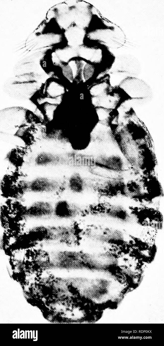 . Minute Wunderwerke der Natur, da einige Offenbarungen des Mikroskops durch photomicrographs vom Autor genommen ausgestellt. Natural History; Mikroskope. Tierische SCHÄDLINGE 175 ing von Parasiten der Taube ist in Abb. 1 gezeigt. 115, das ist ein Vorteil, den ich" zu verleihen. Fij;. 114. Ich'ar. u^ite der Krähe Lipon der Vogel durch das Verdünnen der bodv - pluniage, wie das Wetter wird heiß. Simihir schlanken Körper und Possibl 'nützliche Parasiten sind toiincl auf Vögel Mann" mit den Hühnern, Blässhuhn, Wasser-hen, Haus-Martin, &Amp; c.,. Bitte beachten Sie, dass diese Bilder aus gescannten Seite extrahiert werden Stockfoto