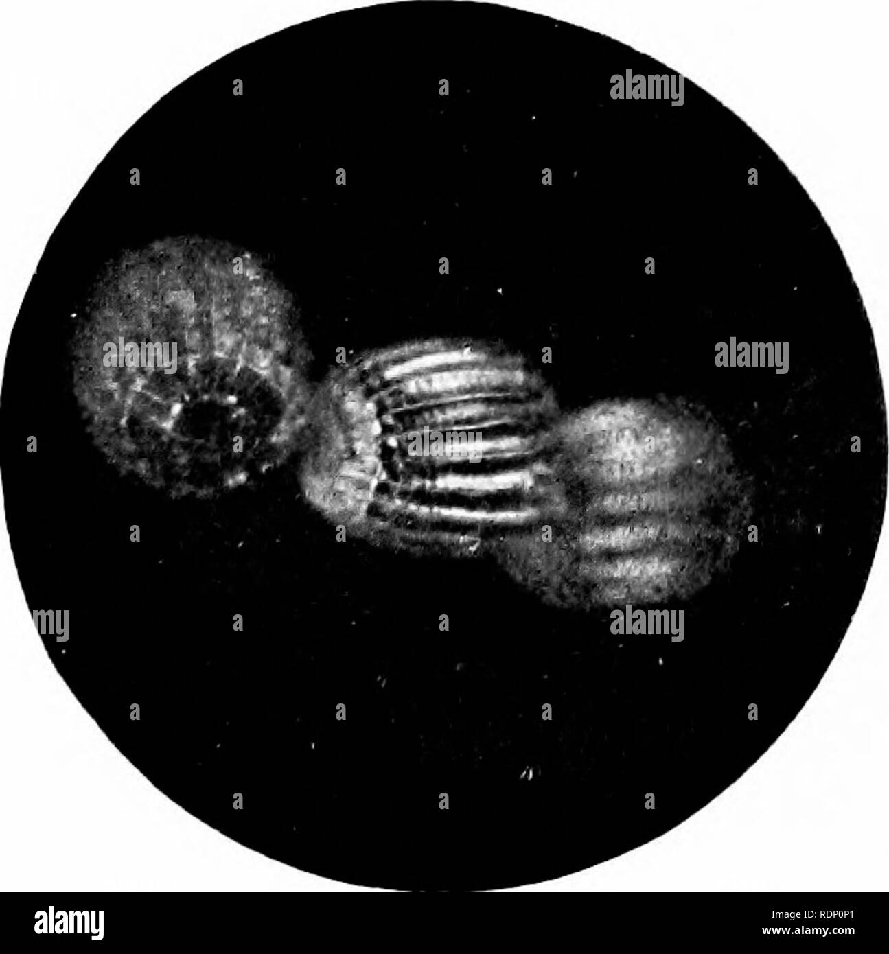 . Minute Wunderwerke der Natur, da einige Offenbarungen des Mikroskops durch photomicrographs vom Autor genommen ausgestellt. Natural History; Mikroskope. 154 MINUTEN WUNDER DER NATUR über die Gassen und offenen Feldern. Ist es in der Regel seine winzig und zart markiert z.b.! ;'s, Illus - in Abb. behandelt. Ich 02, unter verschiedenen Gräsern. Als Abschluss Abbildung (Abb. 103) Ich habe das gezeigt. Abb. 102. Eier der gemeinsamen Wiese Braun Schmetterling, x 30 Durchmesser schöne Eier des Kleinen Kupfer Schmetterling, die eine gute Suche mit einem Hand-Glas, unter Dock Blätter in Holz - Ridings und anderen Orten, die c Stockfoto