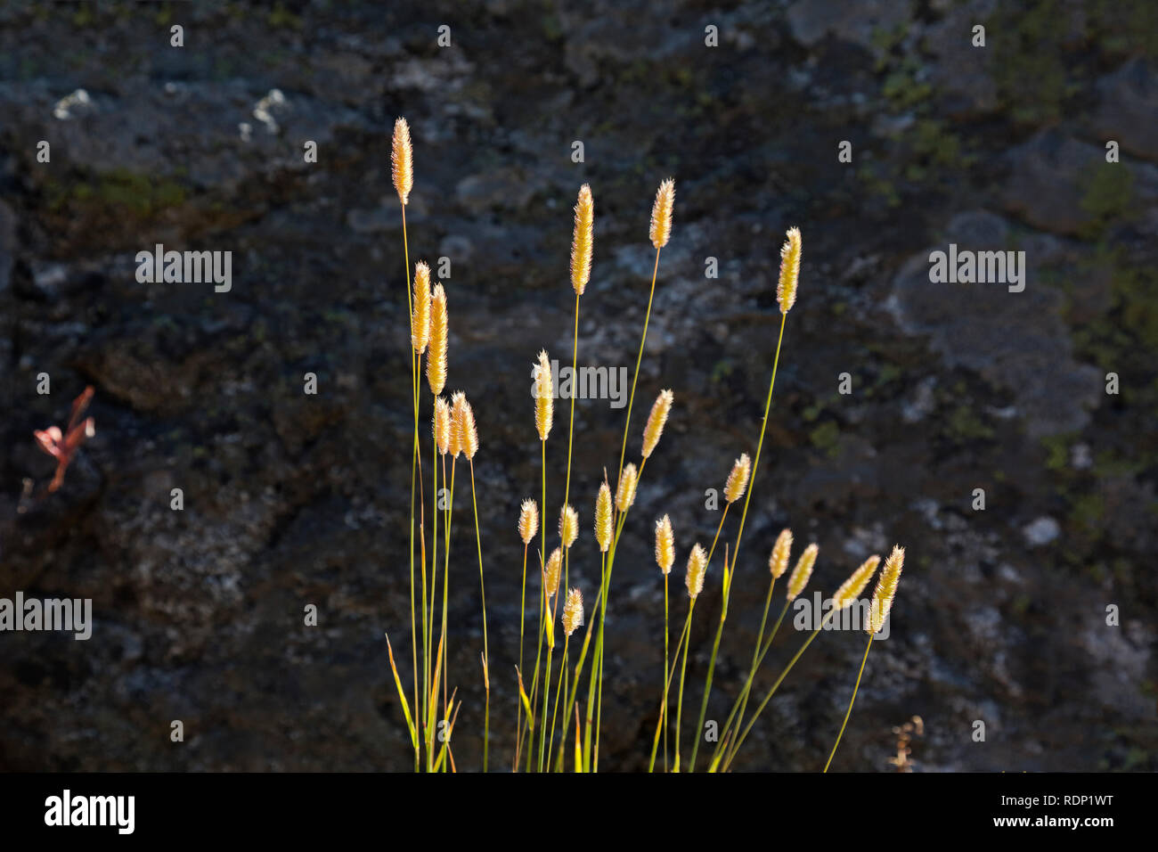 MT 00263-00 ... MONTANA - Gras, die Samen in einem Waldgebiet entlang der Curl Lake TraIl in der Shoshone Wüste verbrannt hat. Stockfoto