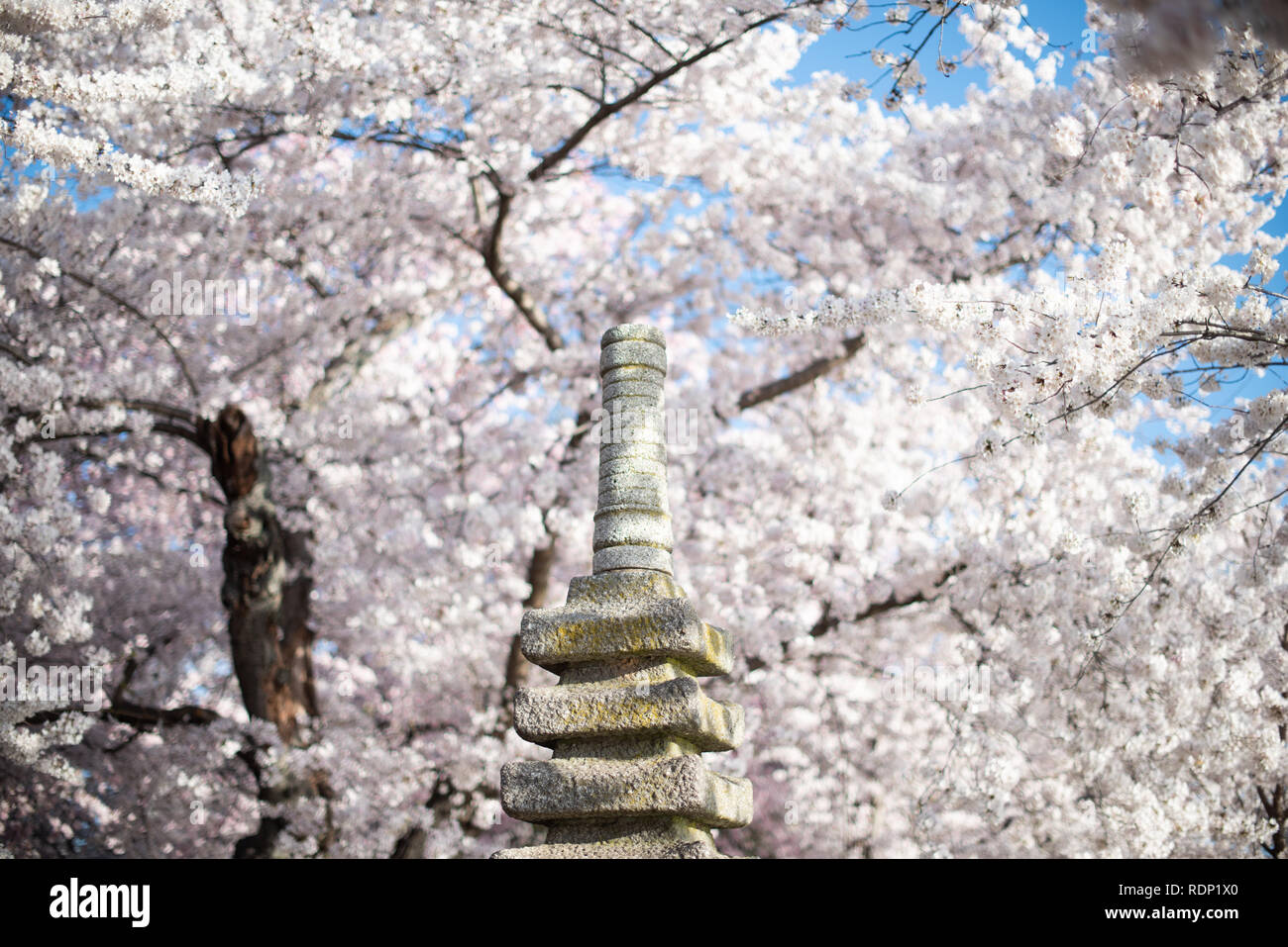 WASHINGTON DC, Vereinigte Staaten – die japanische Pagode, eine kunstvoll verzierte Steinskulptur, steht ruhig am Tidal Basin in Washington, D.C. Dieses traditionelle Denkmal, ein Geschenk aus Japan im Jahr 1957, unterstreicht das kulturelle Ambiente des Beckens und ergänzt die berühmten Kirschblüten der Gegend. Stockfoto