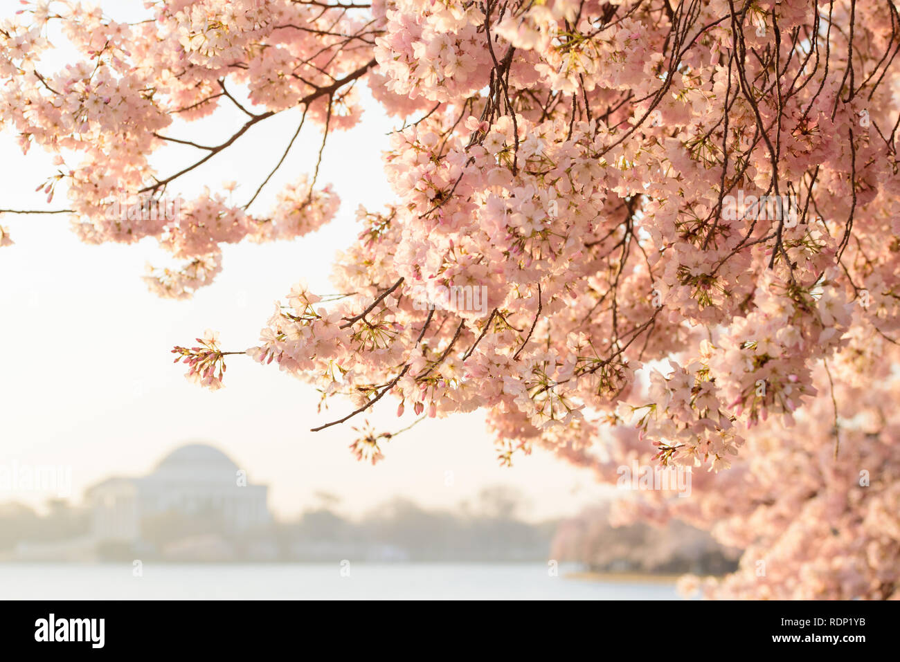 WASHINGTON, DC, USA – aufgenommen mit einem Nikon AF-S VR Micro-NIKKOR 105 mm 1:2,8G IF-ED Objektiv auf einer NIKON D810 Kamera} bei ƒ / 9,0. Stockfoto