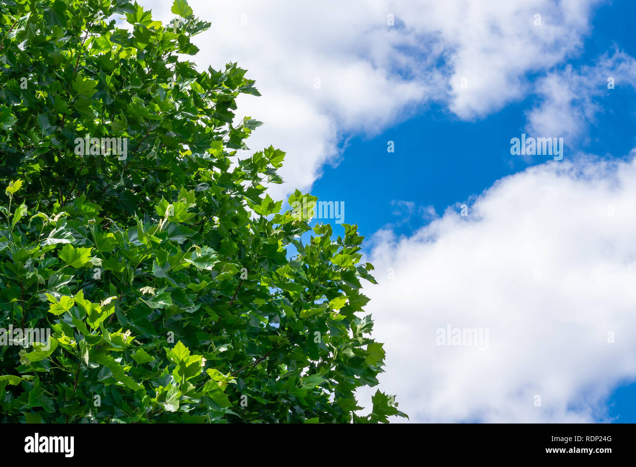 Schöner Frühling grüne Blätter eines Ahorn mit blauem Himmel und weißen Wolken. Stockfoto