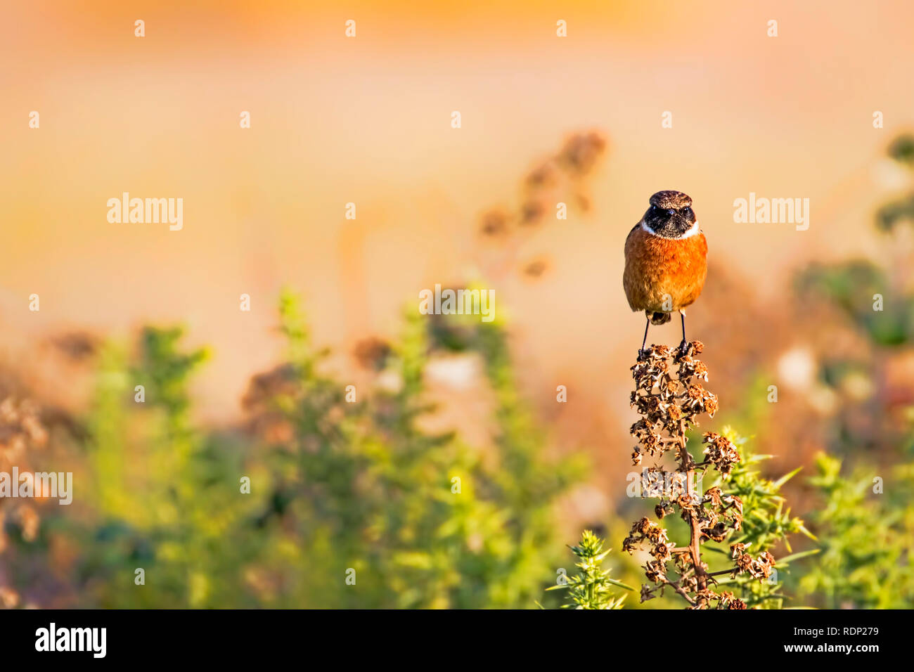 Ein männliches Schwarzkehlchen (Saxicola torquata) an Stanpit Marsh in Dorset gefunden Stockfoto