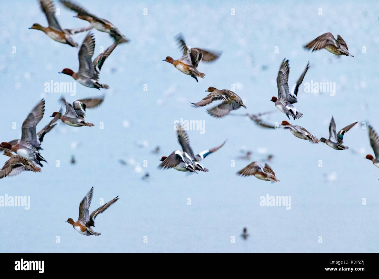 Herde Pfeifente (Anas penelope) im Flug bei blashford Seen Naturschutzgebiet Hampshire. Stockfoto