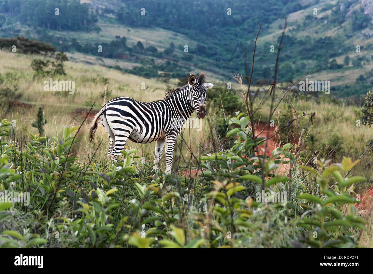 Ebenen Zebras (Equus quagga) oder Burchell's Zebra stehend in der hügeligen Landschaft der Hluhluwe Imfolozi Park, ein Game Reserve, KwaZulu-Natal, Südafrika Stockfoto