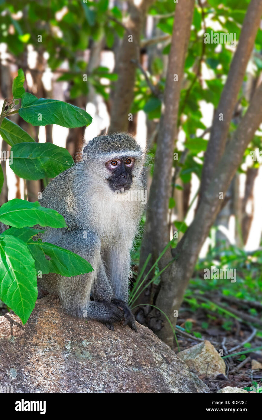 Meerkatze (Chlorocebus pygerythrus) sitzt auf einem Felsen, umgeben von einem grünen Blättern. Bush im Krüger National Park, Südafrika Stockfoto