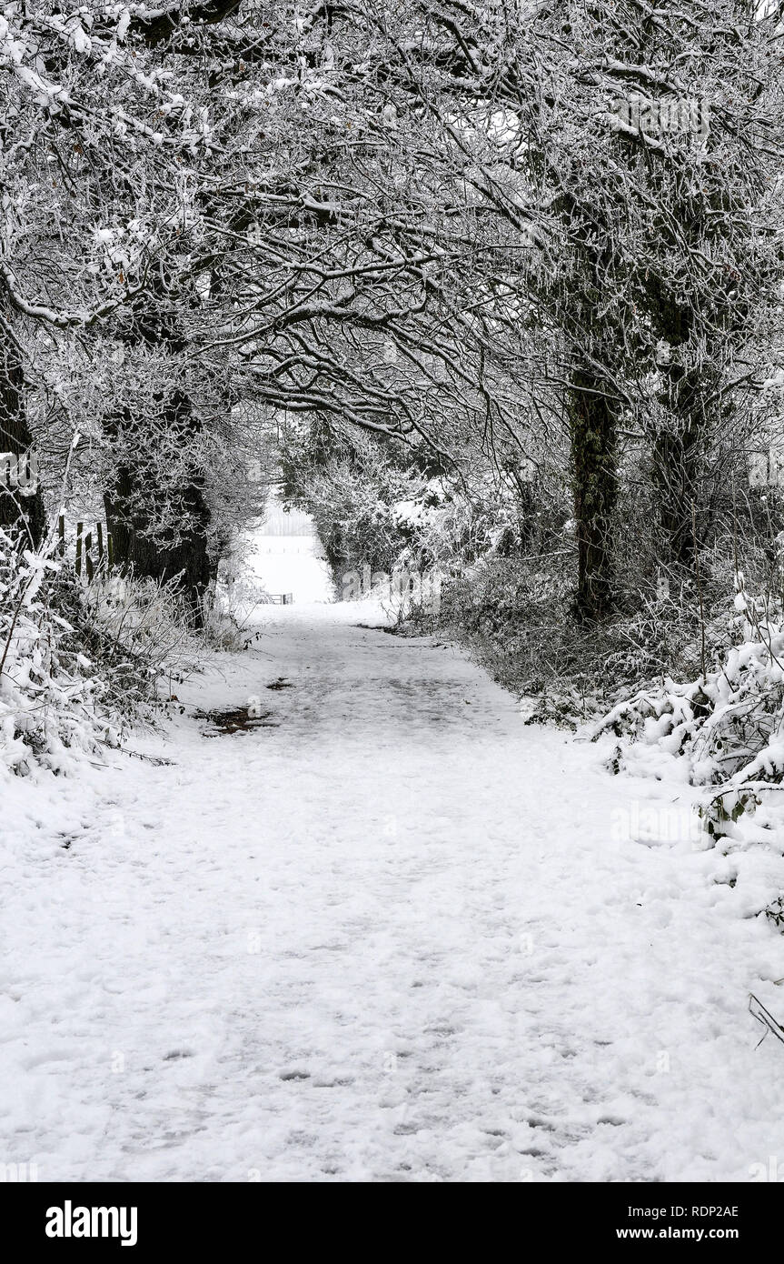 Winter - Schnee weg und Bäume in der Landschaft außerhalb von Reading, Berkshire, Großbritannien Stockfoto