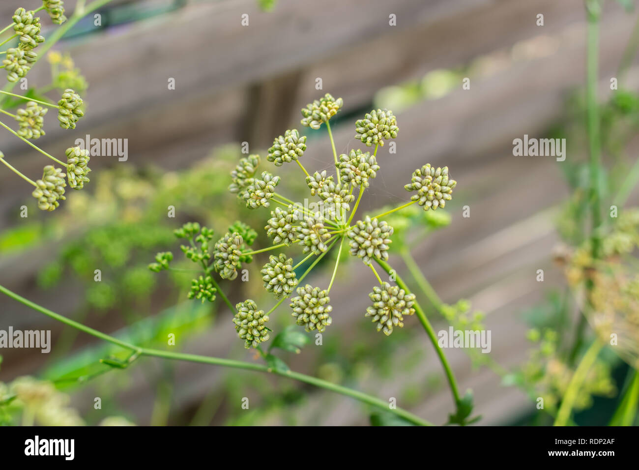 Gartenarbeit, Anbau und Pflege der Pflanzen Konzept: reife Petersilie Samen in den Garten. Stockfoto