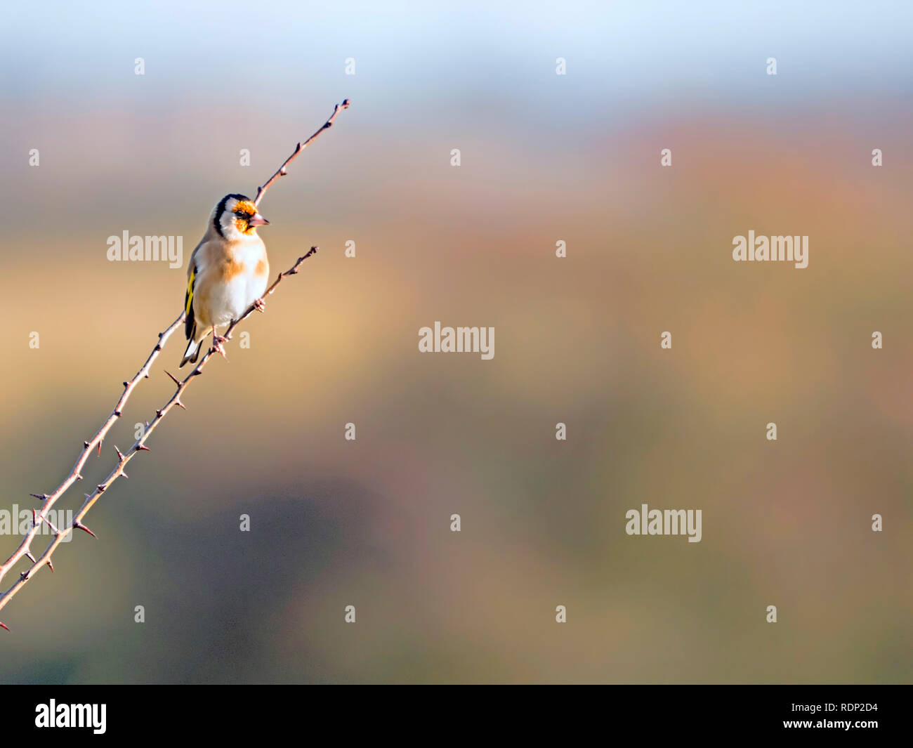 Ein Stieglitz (Carduelis carduelis) genießen die Sonnenstrahlen an farlington Marsh in Hampshire. Stockfoto