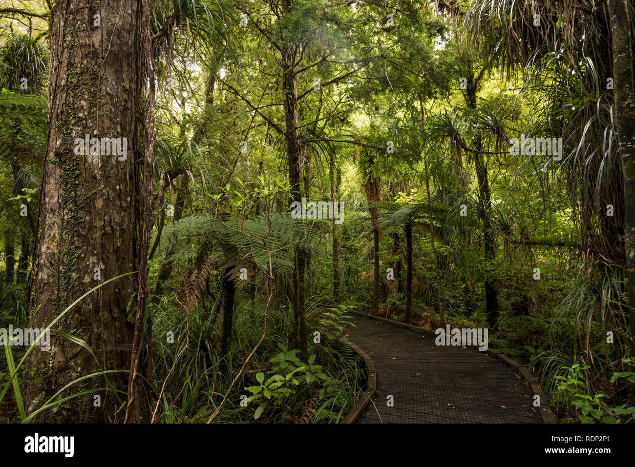 Die Pflanzen und Bäume in den Waipoua Kauri Forest auf der Nordinsel von Neuseeland. Stockfoto
