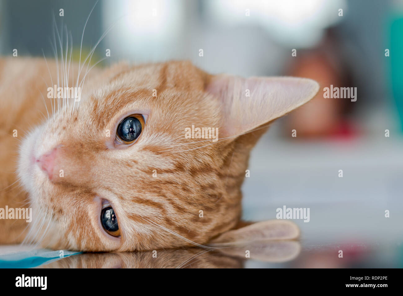 Nach Ginger cat, Sediert auf Tisch an der Tierärztlichen Klinik mit Ketamin Stockfoto
