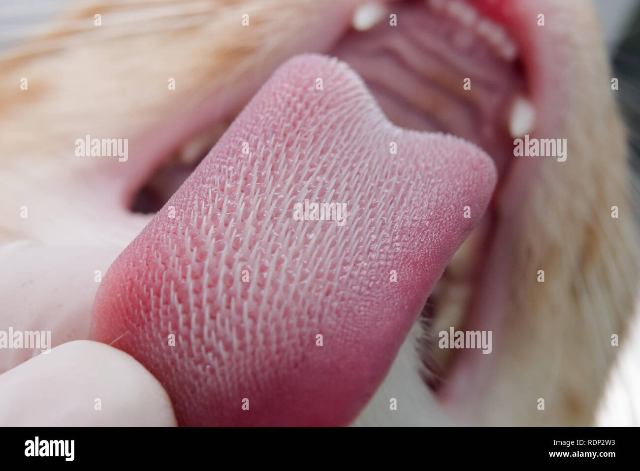 Katze Zunge mit Verhornten Papillen Stockfotografie - Alamy