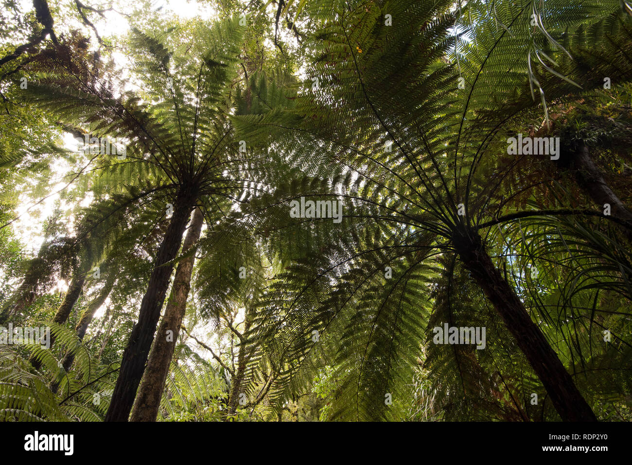 Die Pflanzen und Bäume in den Waipoua Kauri Forest auf der Nordinsel von Neuseeland. Stockfoto