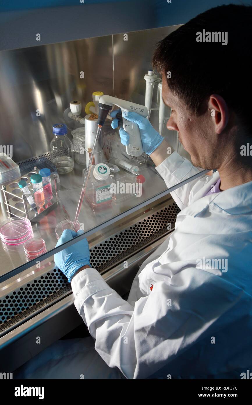Biotechnologie Labor, Laminar Flow ein Wissenschaftler ist Pipettieren einer Zellkultur medium in einer Petrischale, Zentrum für Medizinische Stockfoto