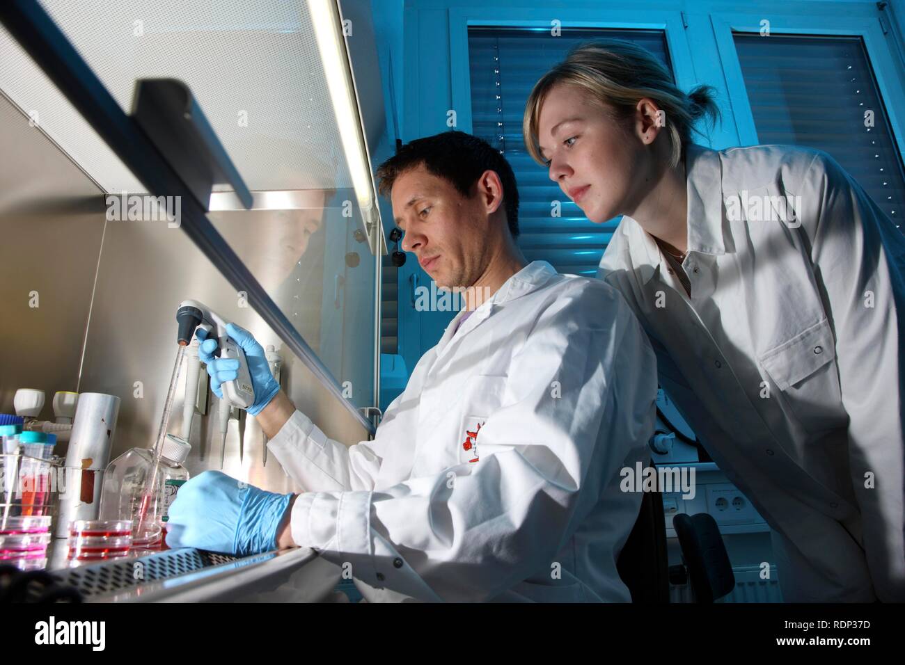 Biotechnologie Labor, Laminar Flow ein Wissenschaftler ist Pipettieren einer Zellkultur medium in einer Petrischale, Zentrum für Medizinische Stockfoto