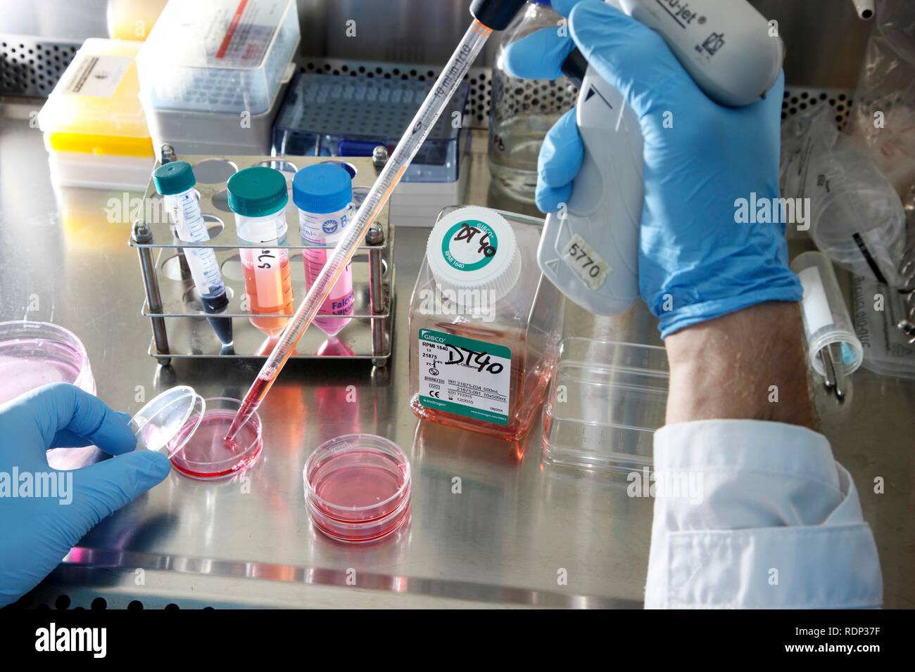 Biotechnologie Labor, Laminar Flow ein Wissenschaftler ist Pipettieren einer Zellkultur medium in einer Petrischale, Zentrum für Medizinische Stockfoto