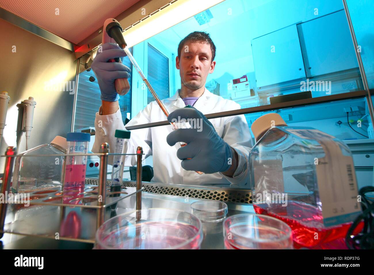 Biotechnologie Labor, Laminar Flow ein Wissenschaftler ist Pipettieren einer Zellkultur medium in einer Petrischale, Zentrum für Medizinische Stockfoto