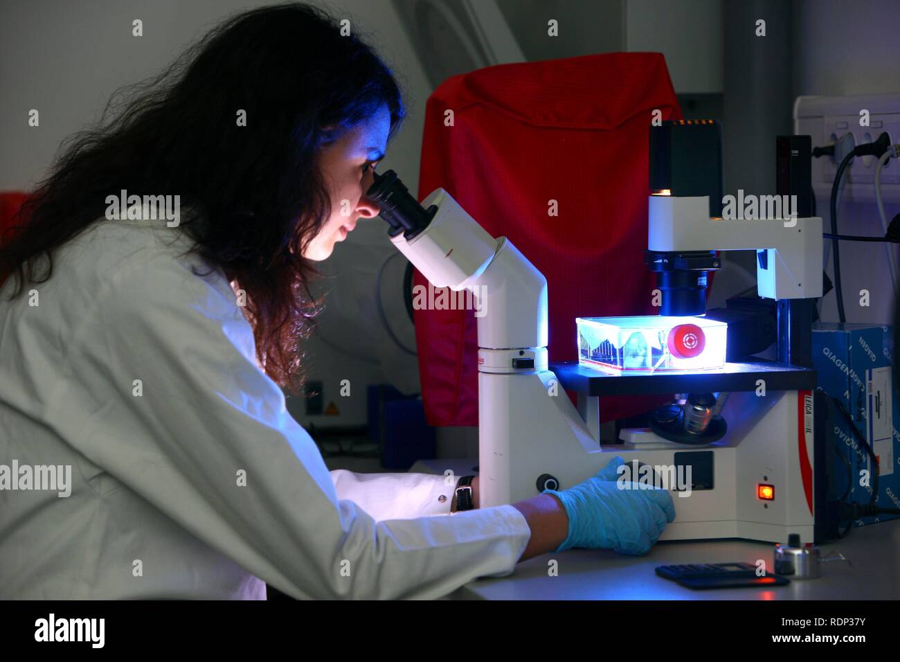 Biotechnologie Labor, ein Wissenschaftler prüft Zellen einer Gewebekultur Kolben unter einem Mikroskop, Zentrum für Medizinische Stockfoto