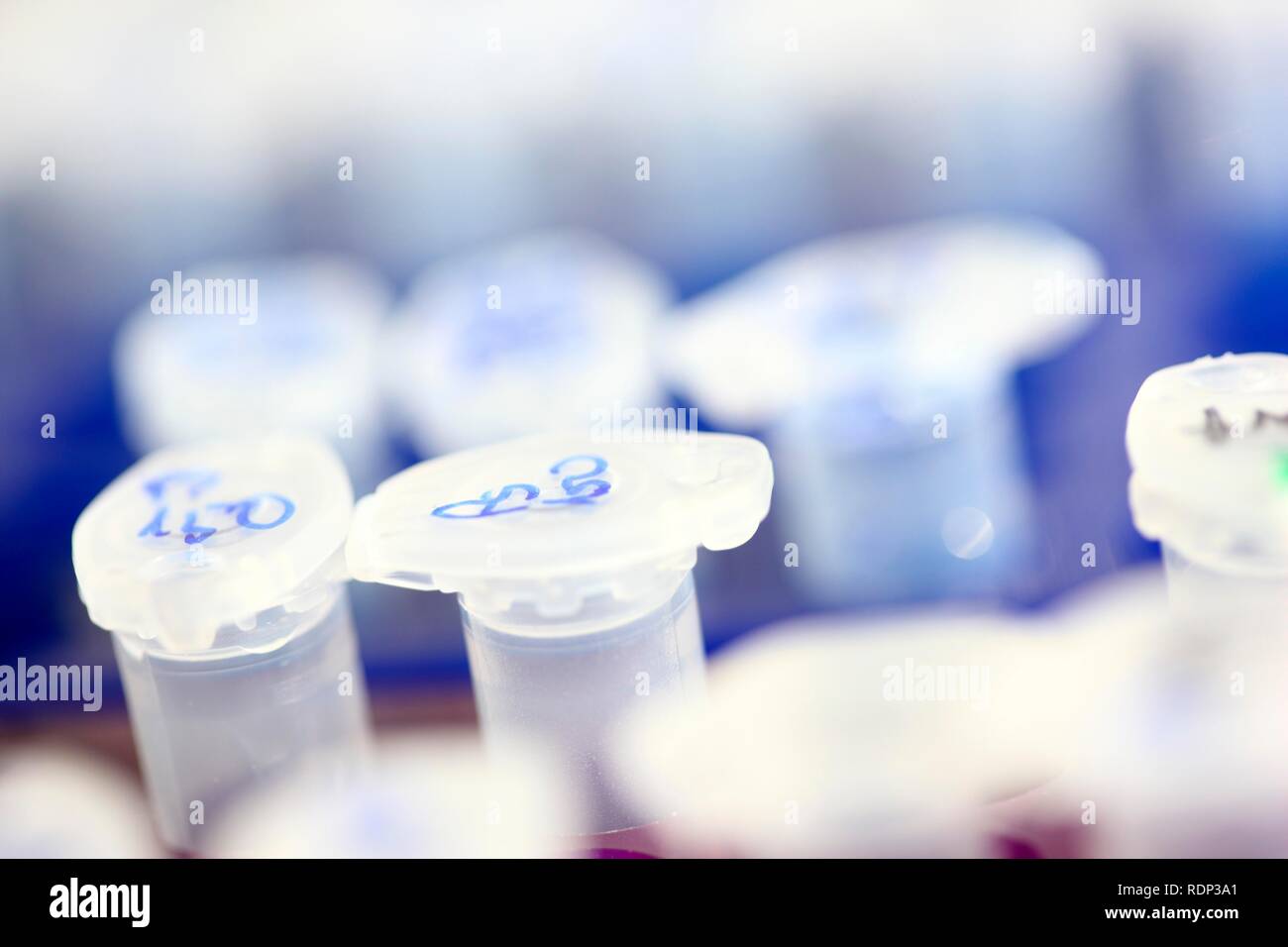 Labor, DNA-Proben in Röhrchen, Eppendorf Tubes, Zentrum für Medizinische Biotechnologie Universität Duisburg-Essen Stockfoto