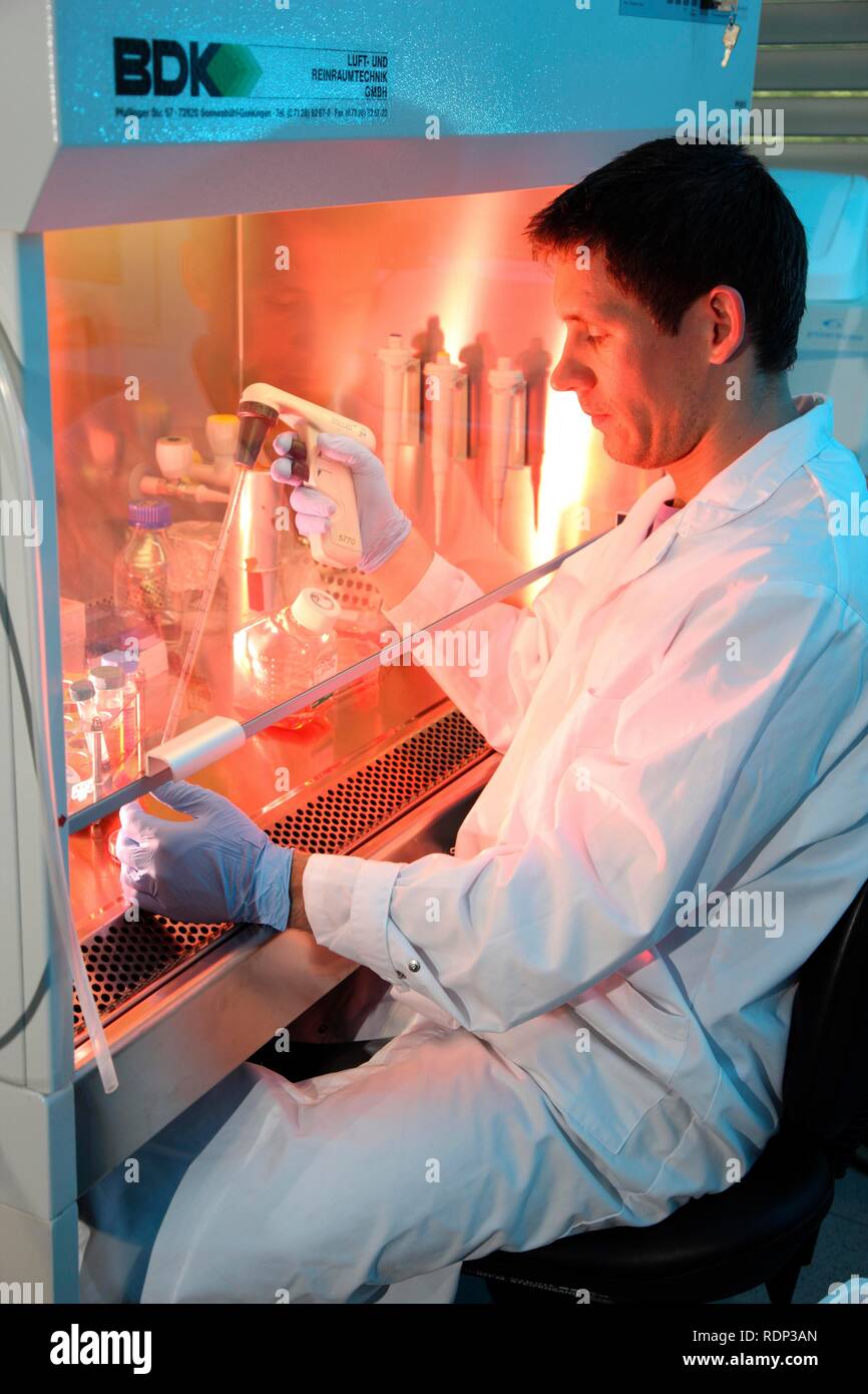 Biotechnologie Labor, Laminar Flow ein Wissenschaftler ist Pipettieren einer Zellkultur medium in einer Petrischale, Zentrum für Medizinische Stockfoto
