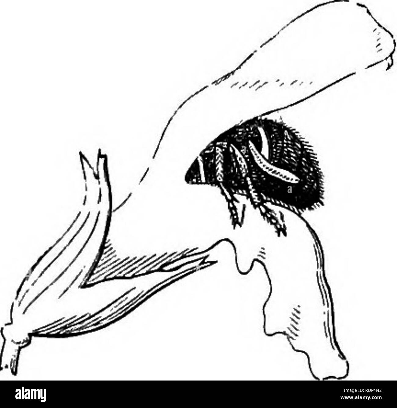 . Wissenschaftliche Vorträge. Wissenschaft; natürliche Geschichte; Archäologie. Abb. 16... Bitte beachten Sie, dass diese Bilder sind von der gescannten Seite Bilder, die digital für die Lesbarkeit verbessert haben mögen - Färbung und Aussehen dieser Abbildungen können nicht perfekt dem Original ähneln. extrahiert. Lubbock, John, Sir, 1834-1913. London, New York, Macmillan und Co. Stockfoto