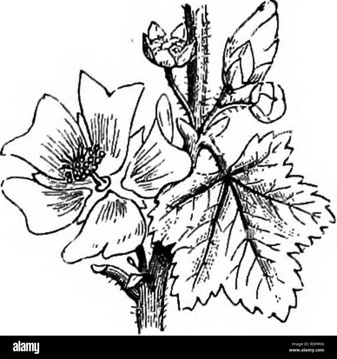 . Wissenschaftliche Vorträge. Wissenschaft; natürliche Geschichte; Archäologie. 14 auf Blumen und Insekten. [Lect. Zweige der Stigmatisierung sind länglich, eine "d-Garn selbst (Abb. 12) Unter den Staubgefäßen, so dass die Blume selbst bereitwillig befruchtet.. Bitte beachten Sie, dass diese Bilder sind von der gescannten Seite Bilder, die digital für die Lesbarkeit verbessert haben mögen - Färbung und Aussehen dieser Abbildungen können nicht perfekt dem Original ähneln. extrahiert. Lubbock, John, Sir, 1834-1913. London, New York, Macmillan und Co. Stockfoto