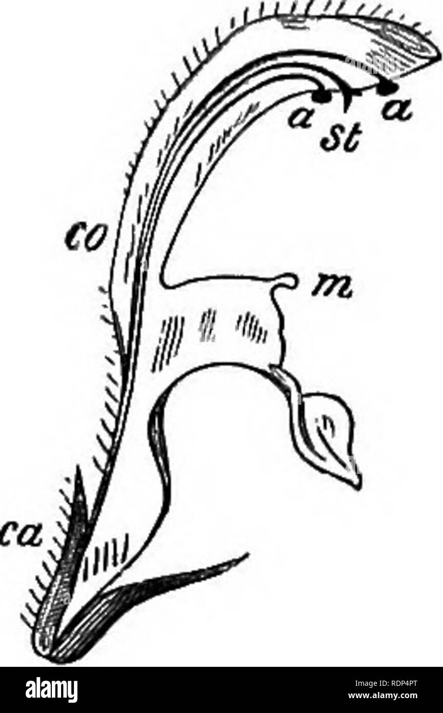 . Wissenschaftliche Vorträge. Wissenschaft; natürliche Geschichte; Archäologie. Abb. 2. - Blume der Lamium Album.. Abb. 3. Abschnitt von dito. Am oberen Ende erweitert (Abb. 2), wo die unteren Lappens der Krone bildet eine Plattform, auf jeder Seite des B. Bitte beachten Sie, dass diese Bilder sind von der gescannten Seite Bilder, die digital für die Lesbarkeit verbessert haben mögen - Färbung und Aussehen dieser Abbildungen können nicht perfekt dem Original ähneln. extrahiert. Lubbock, John, Sir, 1834-1913. London, New York, Macmillan und Co. Stockfoto