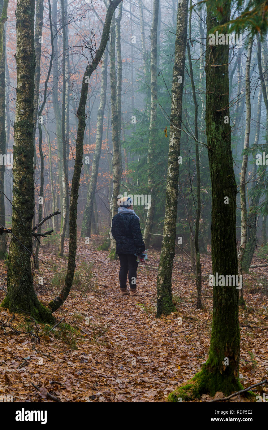 Bild einer Frau, die gerade die Straße unter hohen Kiefern im Wald mit Moos und Laub auf dem Boden mit Nebel in den Belgischen Ardennen Stockfoto