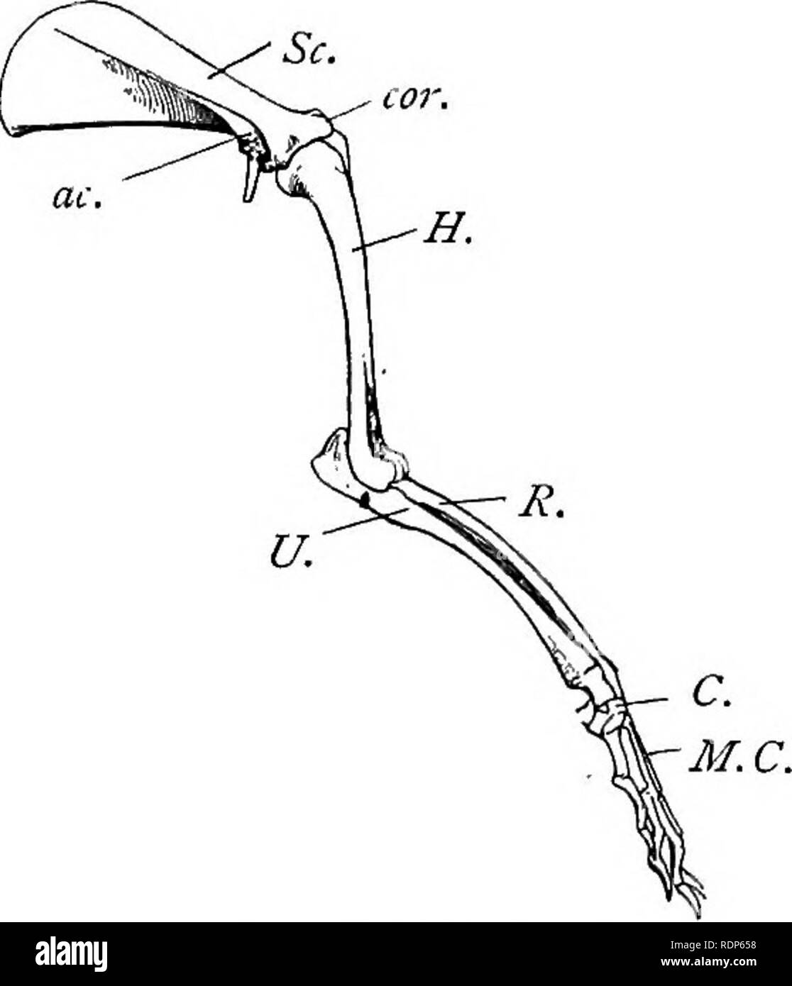 . Grundzüge der Zoologie. Zoologie. 644 MAMMALIA. Im Zusammenhang mit der Olfaktorischen Kammern sind die nasals oberhalb, unterhalb, die die vomers mesethmoid in der medianen Linie, während Intern gibt es mehrere dünne Blättern - wie turbinal Knochen. Als besonderes Zeichen des Schädels die unvollständiger Ossifikation einiger der Knochen, z. B. des Oberkiefers sollte angemerkt werden, und die Entwicklung der schlanke Stange - wie von einigen von Ihnen, z.b. Die squamosal, die helfen, das Teile des Schädels fest verbunden bleiben. Der unterkiefer oder Unterkiefer besteht bei erwachsenen Leben eines einzelnen Knochen oder Ramus auf jeder Seite, aber Thi Stockfoto