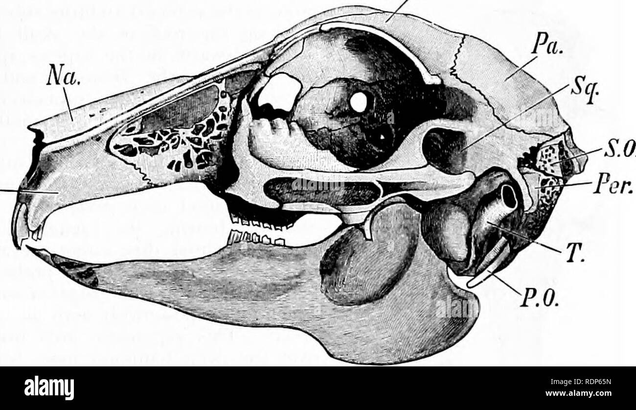 . Grundzüge der Zoologie. Zoologie. Skelett. 641 Die Wirbelsäule Teil mit dem Brustbein. Jeder der ersten neun Rippen hat eine doppelte Kopf - Die mittelfußkopf Artikulation mit dem Centrum der entsprechenden Wirbel, und teilweise auch die des Einen in Front, die tuberkel Artikulation mit der quer liegenden Prozess der entsprechenden Wirbel. Der hintere Rippen haben keine tuberkel, und die kapitelkirche articula- tionen sind den entsprechenden Wirbel beschränkt. Das Brustbein ist eine schmale gelenkige Platte, mit einem großen Gekielt praesternum oder brustbeins, dann fünf Segmente erstellen Fr. rmx.. Abb. 277. - Seitenansicht Stockfoto