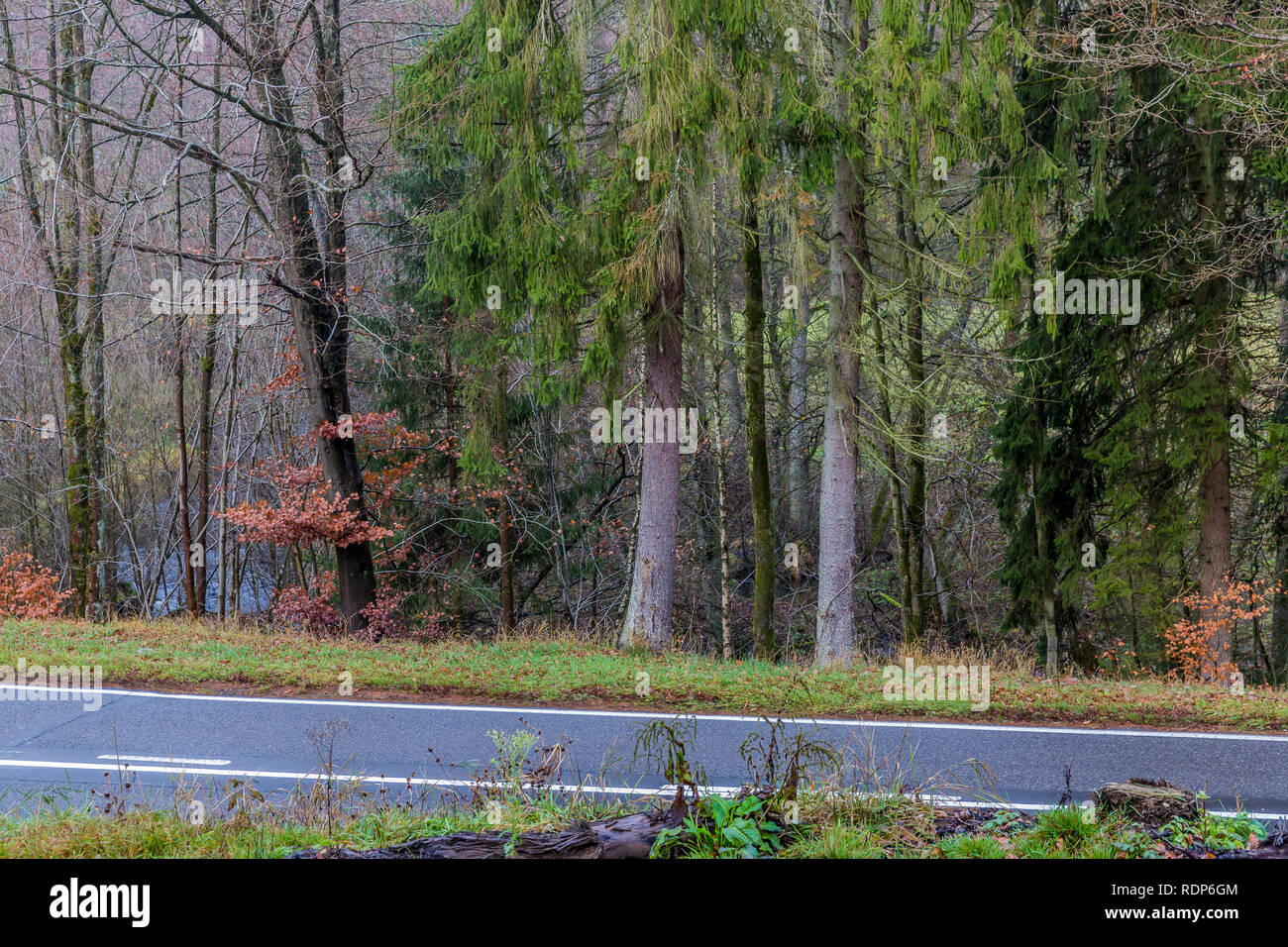 Teilweise Bild einer ländlichen Straße zwischen den Wald mit Bäumen und einem Fluss an einem bewölkten Tag in den Belgischen Ardennen Stockfoto