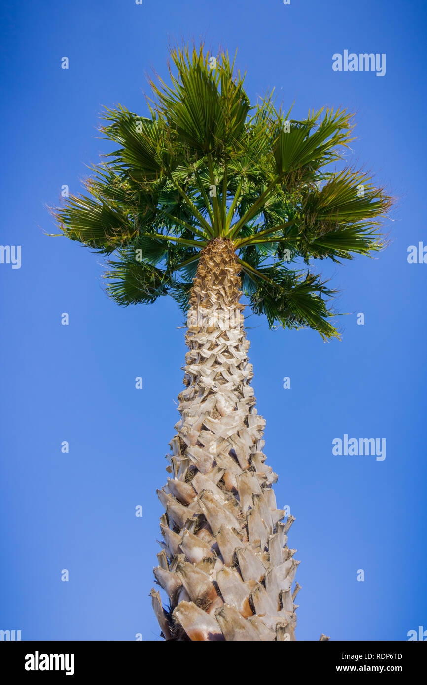 Palm Tree, Kalifornien Stockfoto