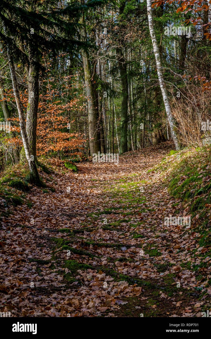 Schönes Bild von einer Spur im Wald in trockenem Laub unter den Bäumen bedeckt an einem Herbsttag in den Belgischen Ardennen Stockfoto