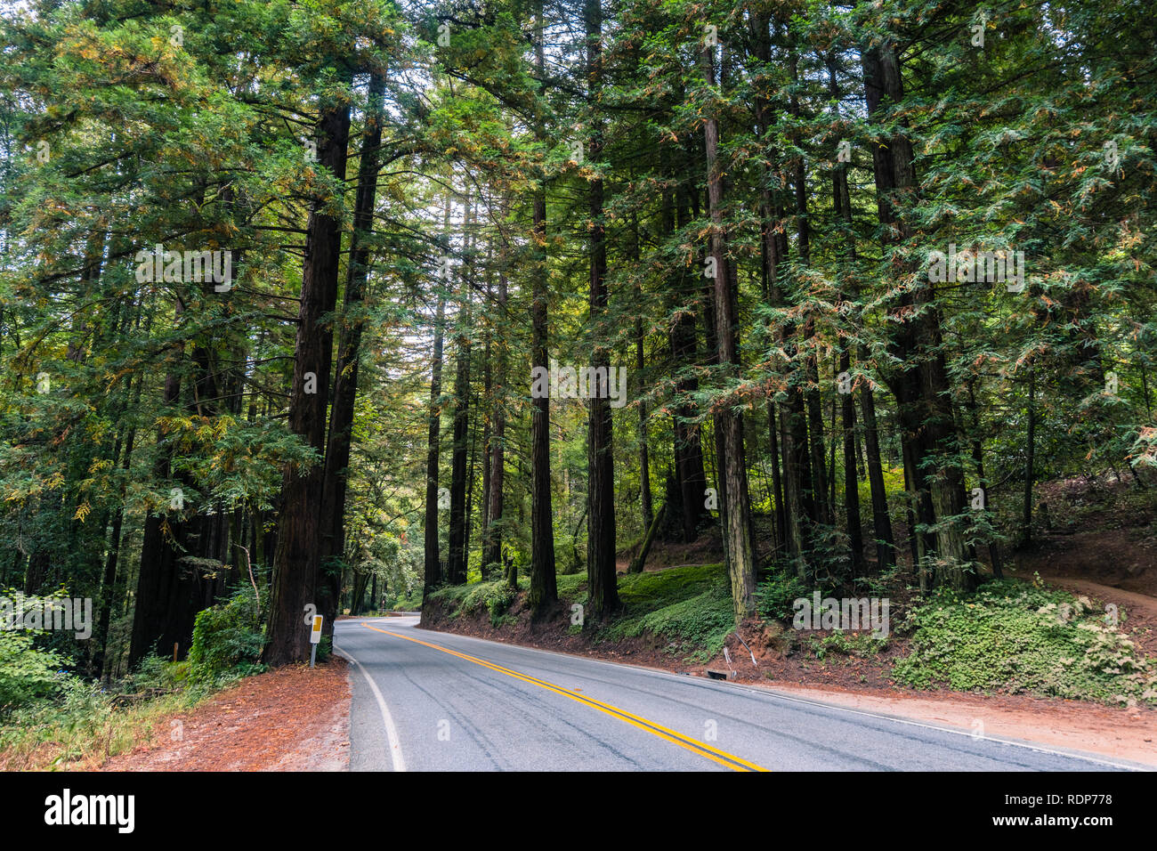 Straße durch ein Redwood Bäumen (Sequoia sempervirens) Wald, Kalifornien Stockfoto