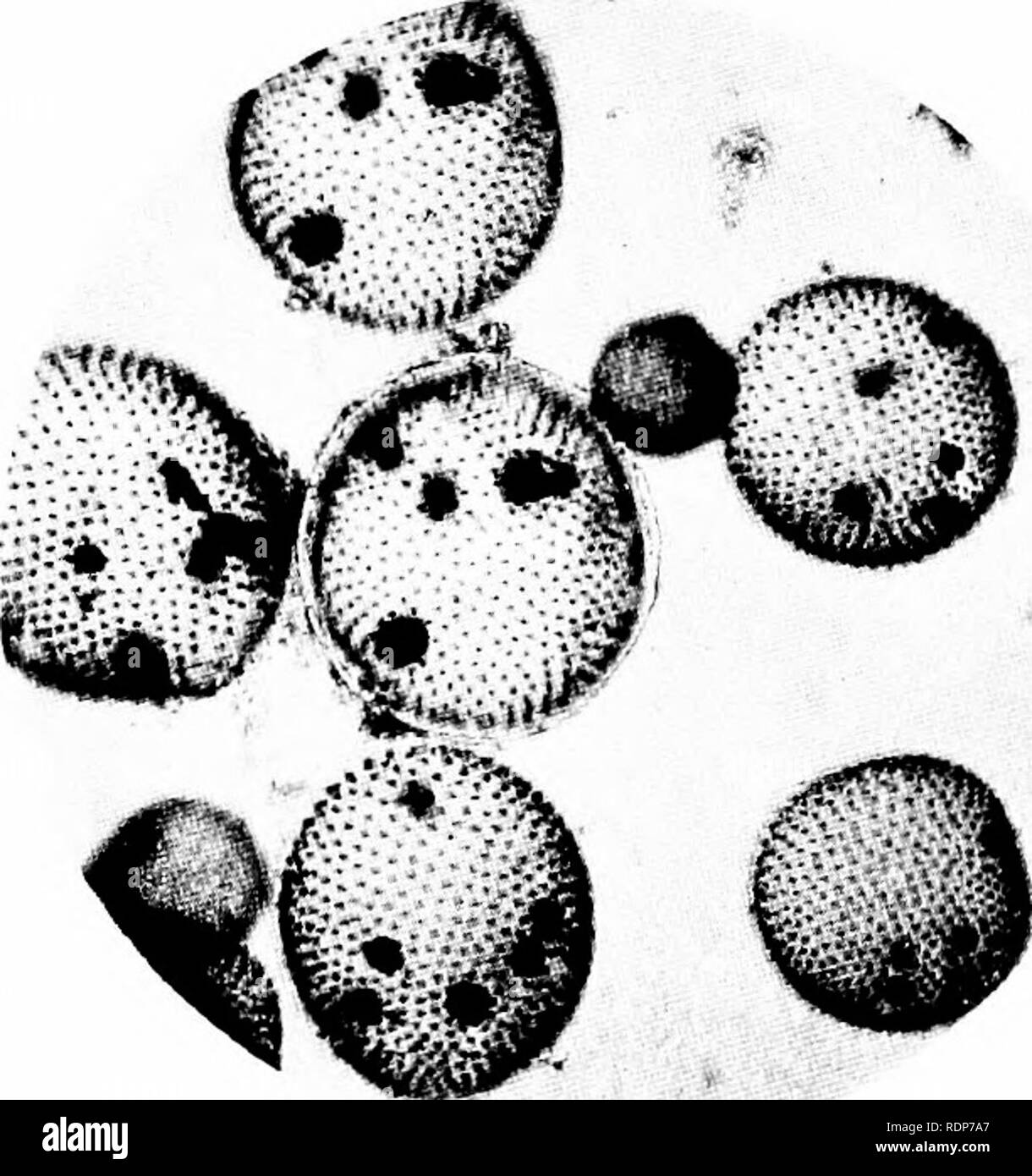 . Minute Wunderwerke der Natur, da einige Offenbarungen des Mikroskops durch photomicrographs vom Autor genommen ausgestellt. Natural History; Mikroskope. Die Anfänge des pflanzlichen Lebens 29 seinem Stamm, possessino - Ein zentrales System von Zellen, mit einer schützenden Außenschicht aus anderen Zellen, und so etwas zu der Rinde oder Haut der höheren Pflanze Formen erscheint. Abb. 20 zeigt eine Alge, die über diesen ersten Differenzierung der Stammzellen. Abb. 18. Eine Viele-celled glolmlar Plant{ro/Vox globator), schwimmt über in Teichen,. einmal Größe über^ Vi^^"-Struktur. Die Struktur kann leicht nachvollzogen werden, alth Stockfoto