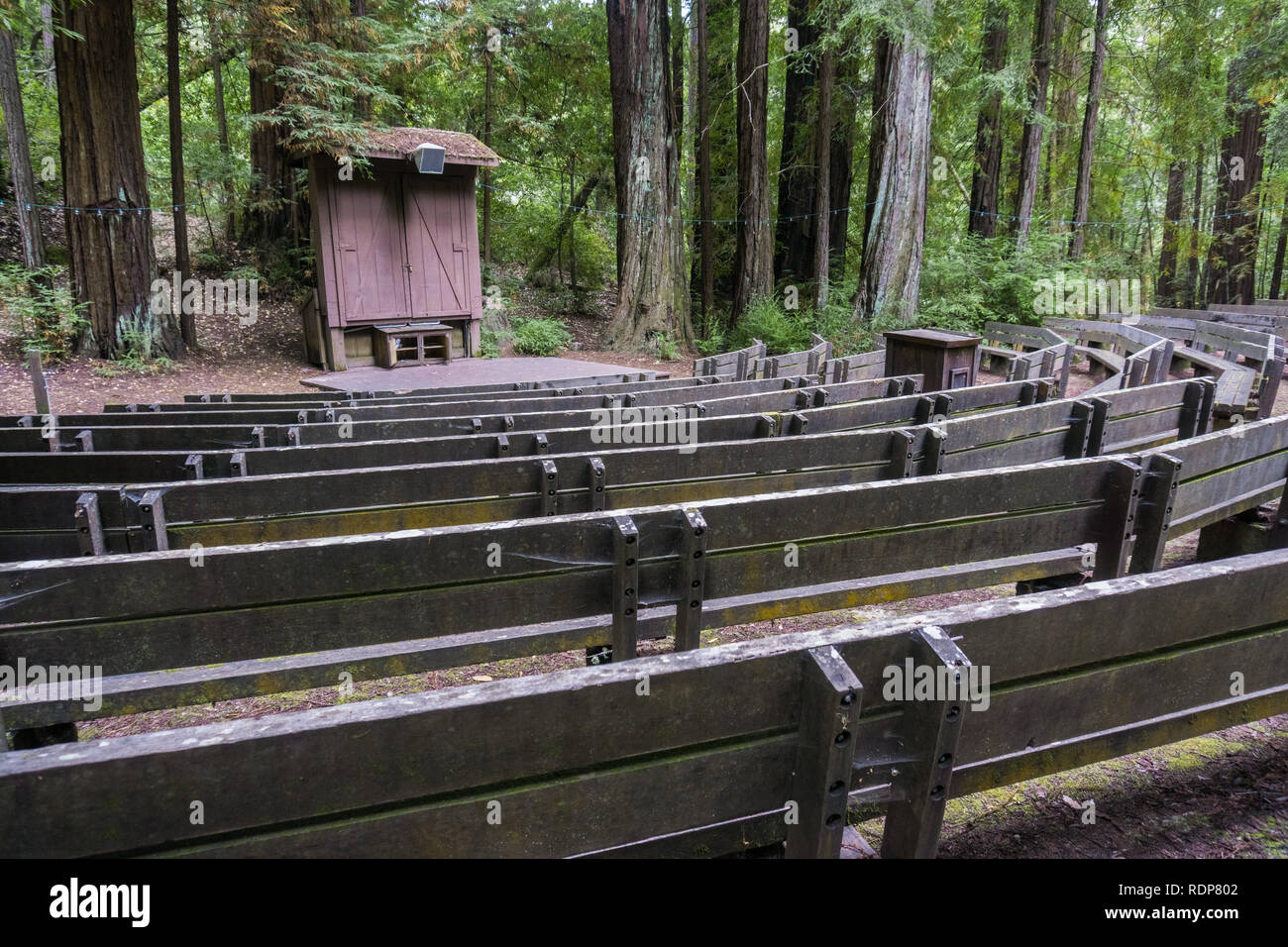 Amphitheater in einem Redwood Bäume Wald, Portola Redwoods State Park, Kalifornien Stockfoto