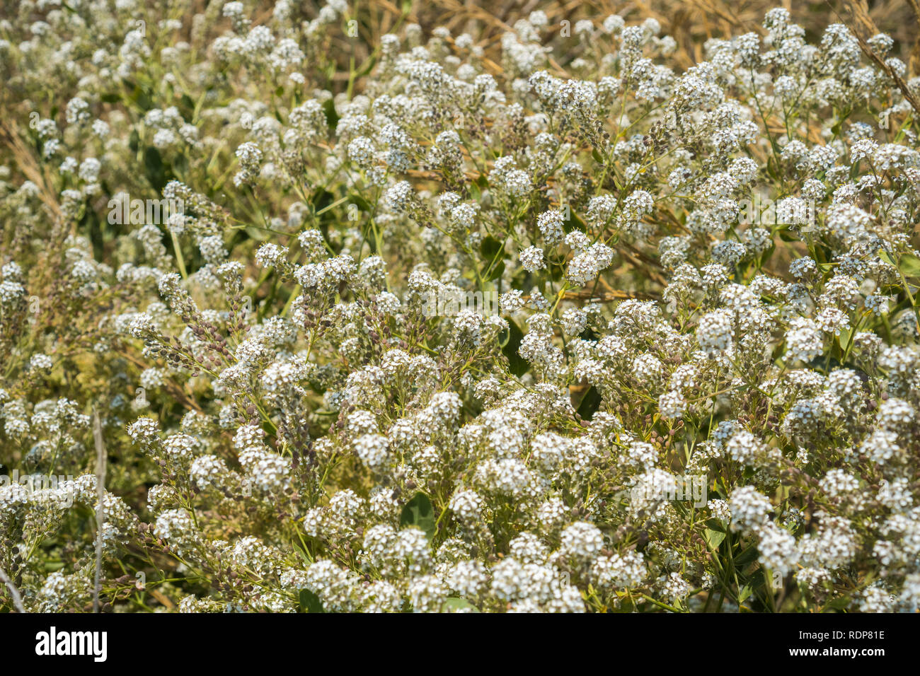 Broad leaved Pfeffer Gras (Lepidium latifolium) Wildblumen an der Küste von South San Francisco Bay, Kalifornien; die in Europa und Asien Stockfoto