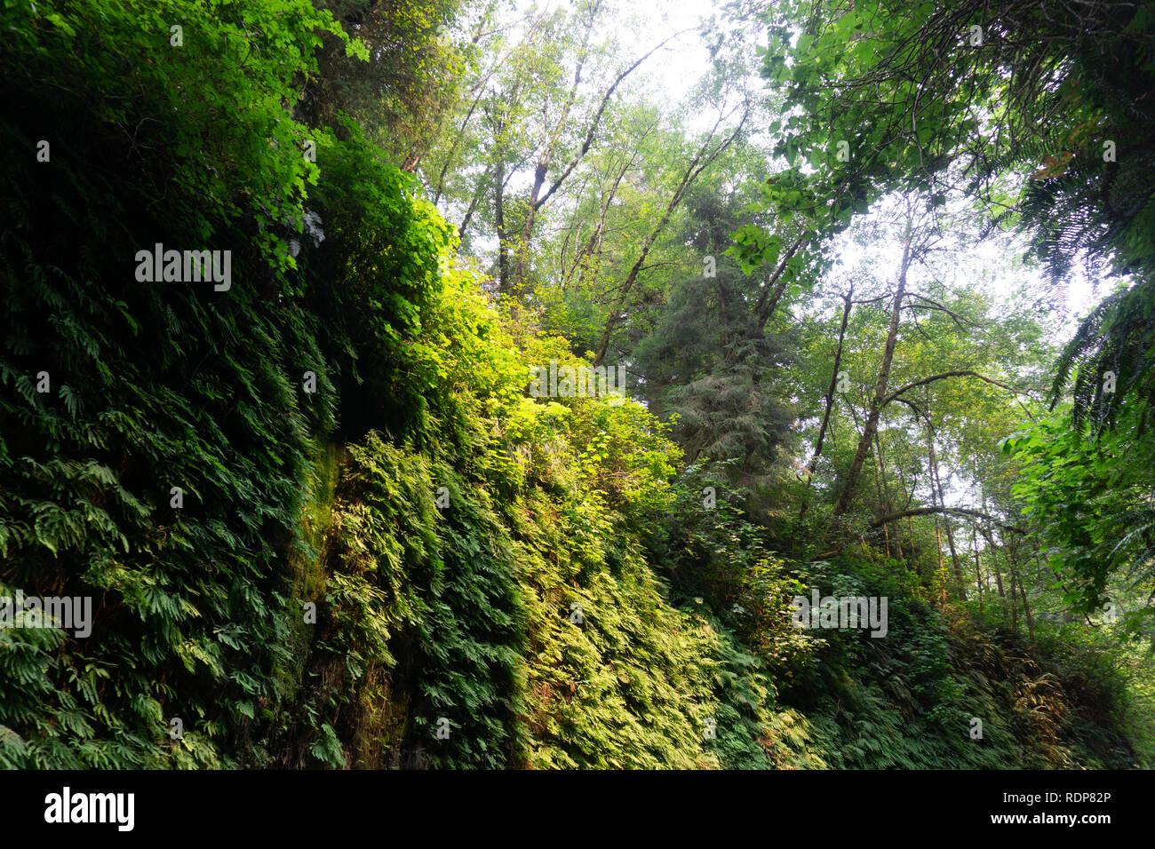 Canyon Wände in fünf Finger Farne, Fern Canyon, Prairie Creek Redwoods State Park, Kalifornien Stockfoto