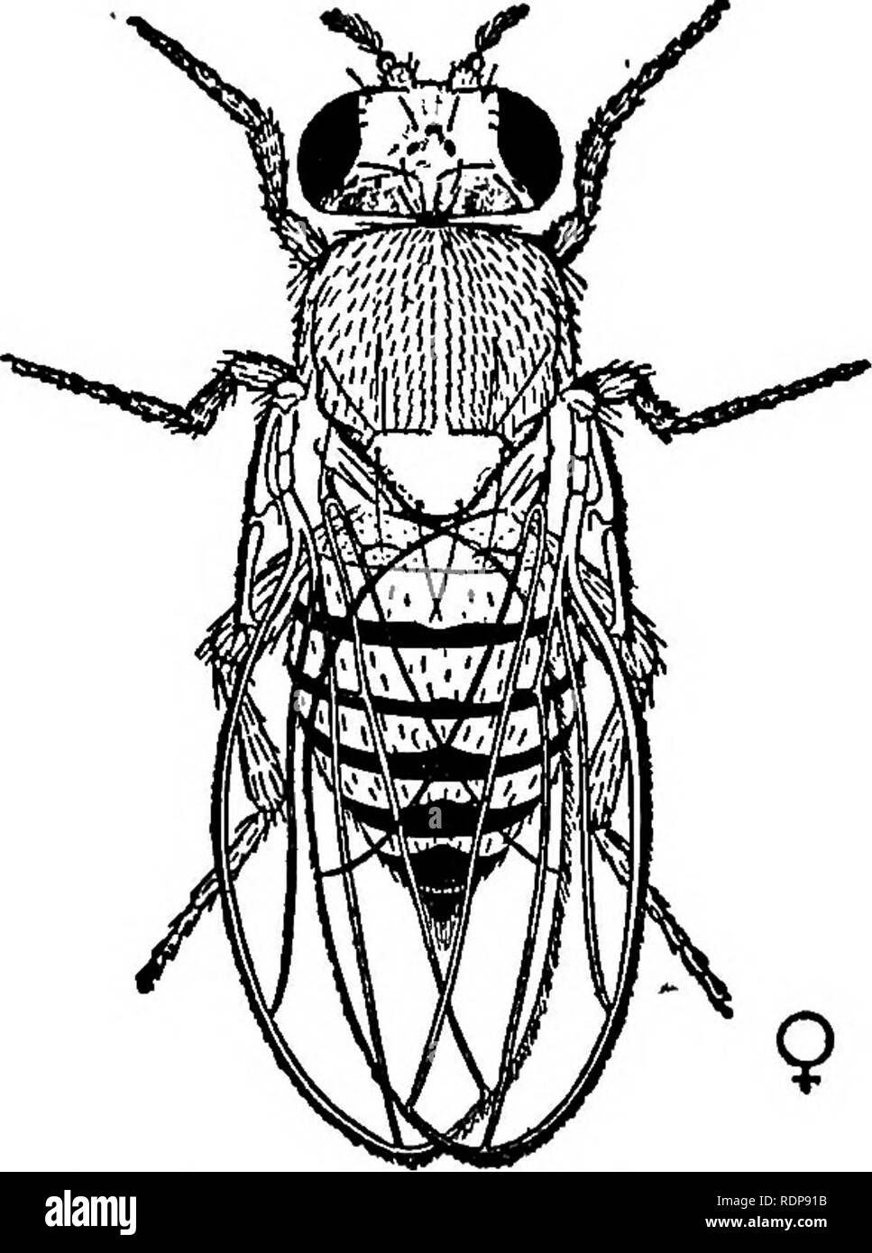 . Die Biologie der Tod; wird eine Reihe von Vorträgen an der Lowell Institut in Boston im Dezember 1920 geliefert. Tod (Biologie). FiQ. 46. - Männliche und weibliche Fruchtfliege. {Droaophila mdanogaster). (Von Morgan). Banane Es ist manchmal die "Banane" fliegen. Während es lebt auf Faulenden Obst Oberflächen ihre Nahrung ist vor allem nicht die Frucht selbst, sondern die Hefe, die immer in solchen Stellen wachsen. Der Lebenszyklus der Fliegen ist wie folgt: Die Eier vom Weibchen auf einige ziemlich trocken Fleck auf das Essen entwickelt sich in etwa 1 Tag in eine Larve. Diese LARVE oder Made kriecht über und Feeds in der Reichen Stockfoto
