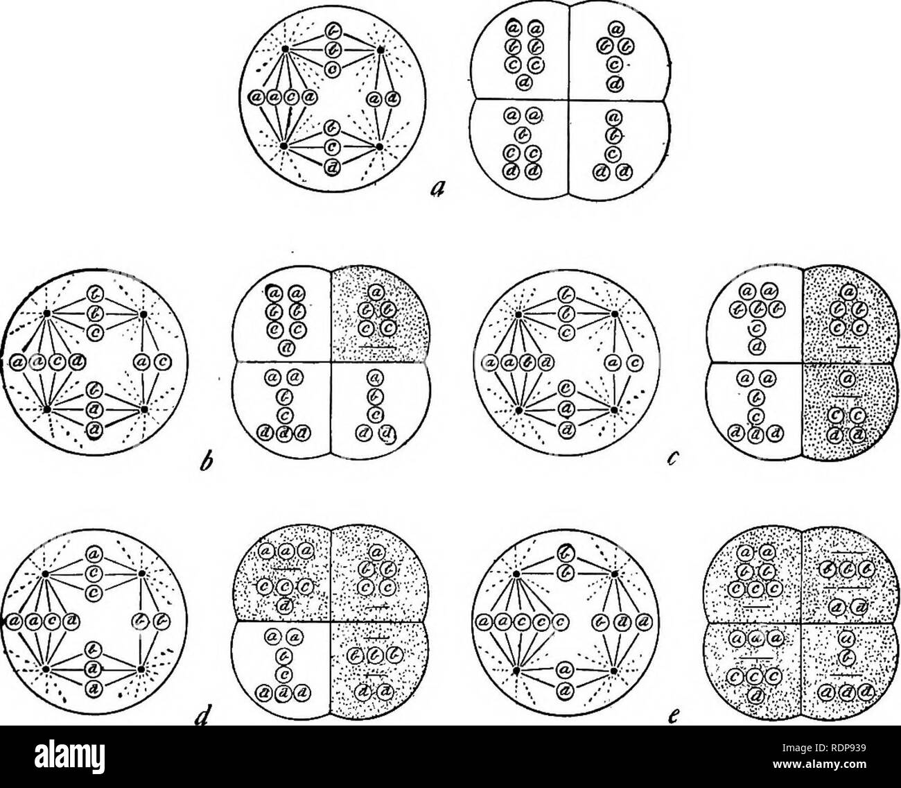 . Der Mechanismus der Mendelschen Vererbung. Mendels Regeln; Vererbung; Chromosomen. 146 die Chromosomen durch Isolation, denn es ist von Driesch und andere gezeigt hatte, dass, wenn die ersten beiden Zellen eines Seeigels Ei, die normalerweise befruchtet worden sind getrennt, jeder bildet eine perfekte Embryo. Solche Zellen, obwohl nur die Hälfte der Zytoplasma, enthalten. Abb. 38.-Diagramm zu zeigen fünf Kombinationen von chromosomen Resultat aus der ersten Division von dispermic Eier, in denen entweder jede Zelle erhält einen vollständigen Satz an Chromosomen, ein, oder drei Zellen erhalten einen vollständigen Satz, 6; oder zwei Zellen, c; oder Stockfoto