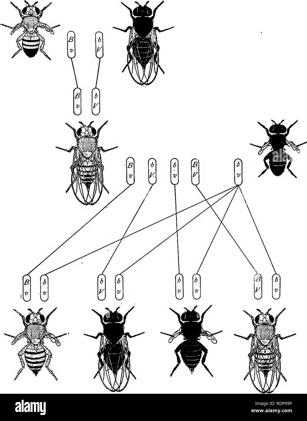 . Der Mechanismus der Mendelschen Vererbung. Mendels Regeln; Vererbung; Chromosomen. Gestänge 51 stattgefunden zwischen Schwarz und Verkümmerten im Paar von homologen Chromosomen. Die numerischen Ergebnisse. Abb. 22.-zurück-Kreuz von Fi weiblich (aus schwarzem von Verkümmerten) durch schwarze verkümmerten Männlichen. zeigen, dass diese über die in etwa 17 Prozent nimmt, der Fälle. In anderen Worten, die Chancen sind. Bitte beachten Sie, dass diese Bilder aus gescannten Seite Bilder, die digital für die Lesbarkeit verbessert haben mögen - Färbung und Aussehen dieser Abbildungen können nicht perfekt dem Original ähneln extrahiert werden. Stockfoto