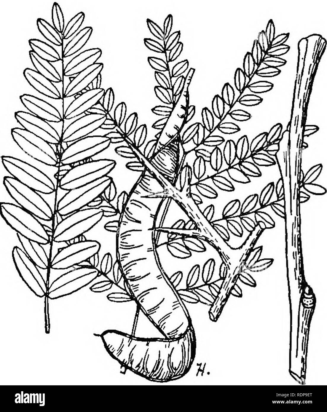 . Gemeinsame Wald Bäume von North Carolina. Wie Sie wissen. Eine Tasche Handbuch. Bäume; die Wälder und die Forstwirtschaft. :-E> Honig-heuschrecke (Gleditsia triacanthos L.) die Honig-heuschrecke während der Zustand tritt außer in den hohen Bergen verstreut. Es wächst unter einer Vielzahl von Erde und Feuchtigkeit Bedingun- gen. Es tritt manchmal in den Wald, aber häufiger in Ecken und Plätze neben Straßen und Felder. Er erreicht einen Durchmesser von 30 Zoll und einer Höhe von 75 Fuß. Die Barke auf alten Bäumen ist Dunkelgrau und ist in dünne engen Schuppen unterteilt. Die starken Dornen - gerade, Braun, verzweigten, scharfe und Stockfoto