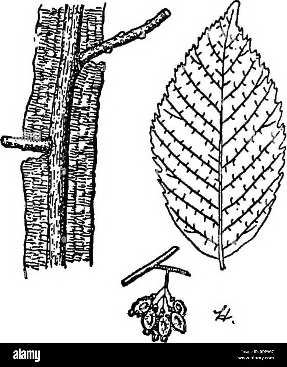 . Gemeinsame Wald Bäume von North Carolina. Wie Sie wissen. Eine Tasche Handbuch. Bäume; die Wälder und die Forstwirtschaft. ; ^>.ST" TR â¢ - Â©>#g%>-m=><^WINGED ELM (Vlmus alata Michx.) Die geflügelte Elm erhält seinen Namen von der dünnen Corky Wachstum, oder "Flügel", in der Regel auf der kleineren Filialen fouid. Es tritt in der Regel über den ganzen Staat verstreut, außer in den Bergen, in der Regel auf trockene, kiesigen Hochland, aber oft in feuchten Böden und in der Abfallwirtschaft stellen. Es wächst schnell in Feucht- gen, und ist gleichzeitig eine der besten Bäume für die Bepflanzung entlang der Straße - Seiten in trockenen Armen loca - Stockfoto