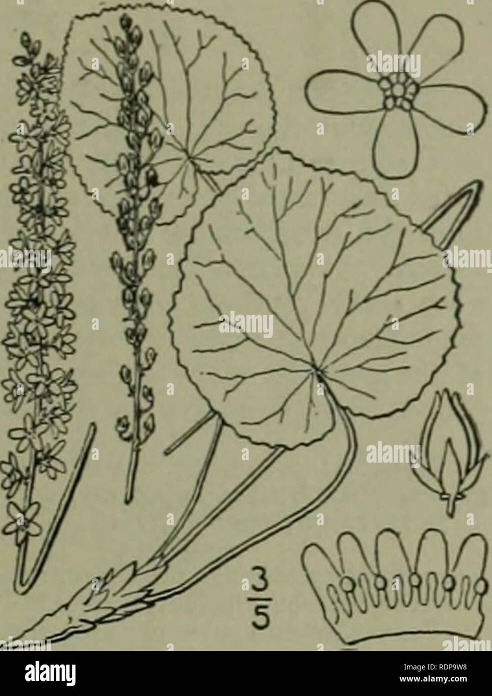 . Eine Illustrierte Flora von der nördlichen USA, Kanada und die britischen Besitzungen: von Neufundland zu den Parallelen der südlichen Grenze von Virginia und vom Atlantik westwärts nach dem 102 Meridian. Botanik. Gattung 3. UlAPENSIA Familie. I. Galax aphylla L. Galax. Galaxy. Käfer - wced. Abb. 3280. Galax aphylla L. Sp. PI. 200. 1753. Scape i*° hoch, terete, mit rotem schuppigen Hüllblätter an der Basis und viele rote faserige Wurzeln. Blätter orbicular, oder breit eiförmig, tief herzförmige an der Basis mit einer eher schmalen Sinus, persistent, crenate - gyrus oder doppelt den-ticulate mit mucronulate o Stockfoto